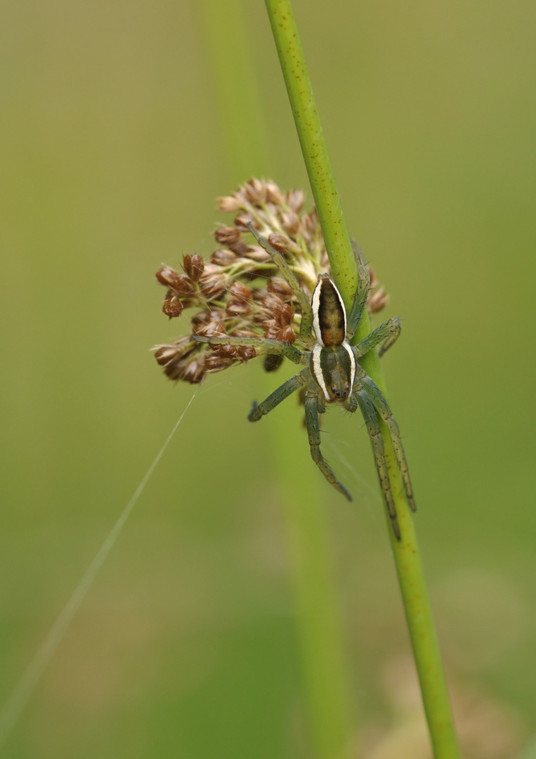 Gerandete Jagdspinne