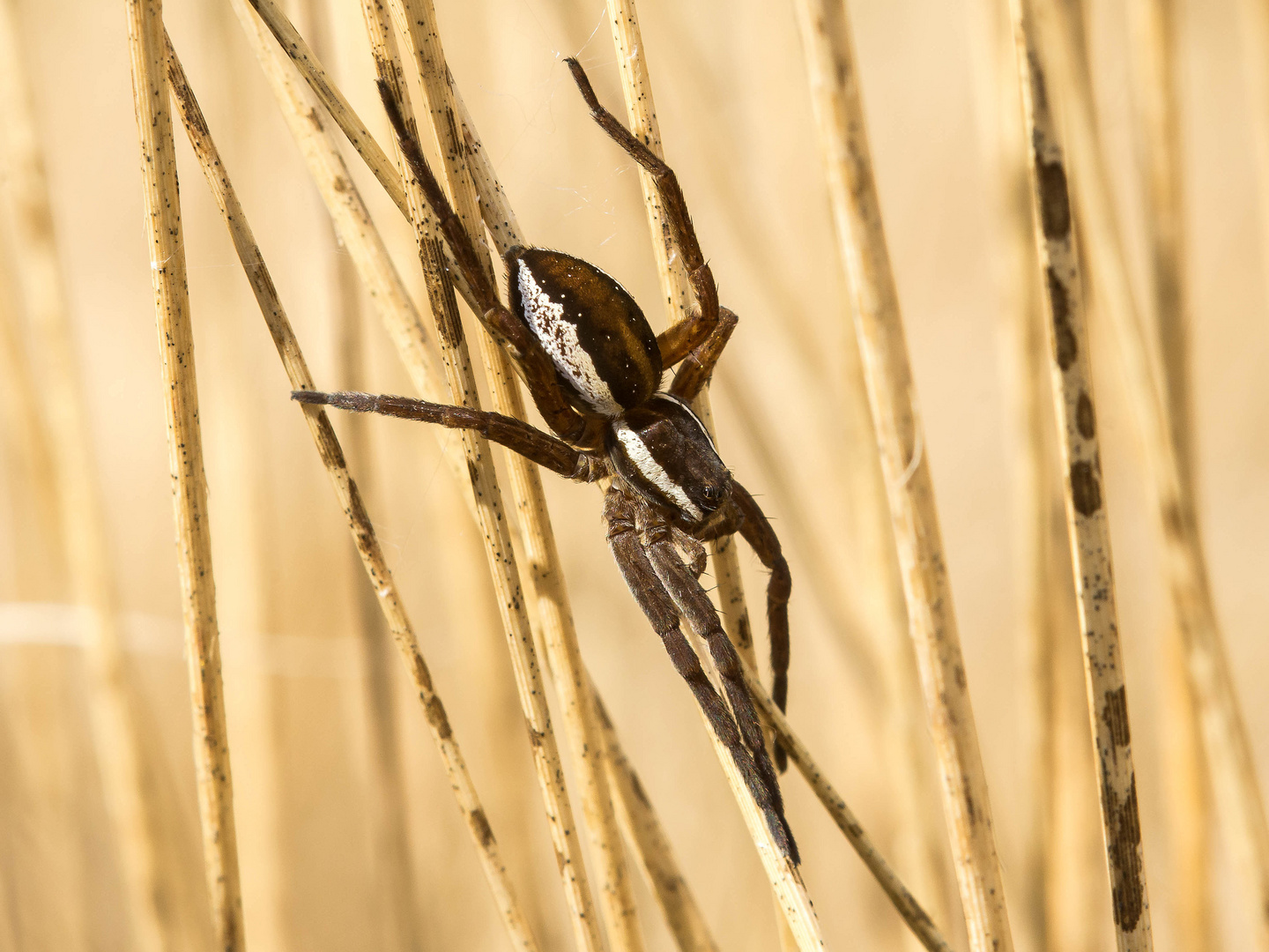 gerandete Jagdspinne