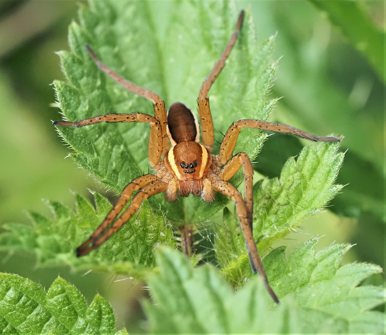 Gerandete Jagdspinne