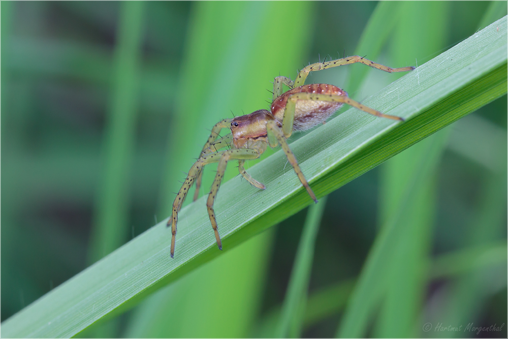 Gerandete Jagdspinne