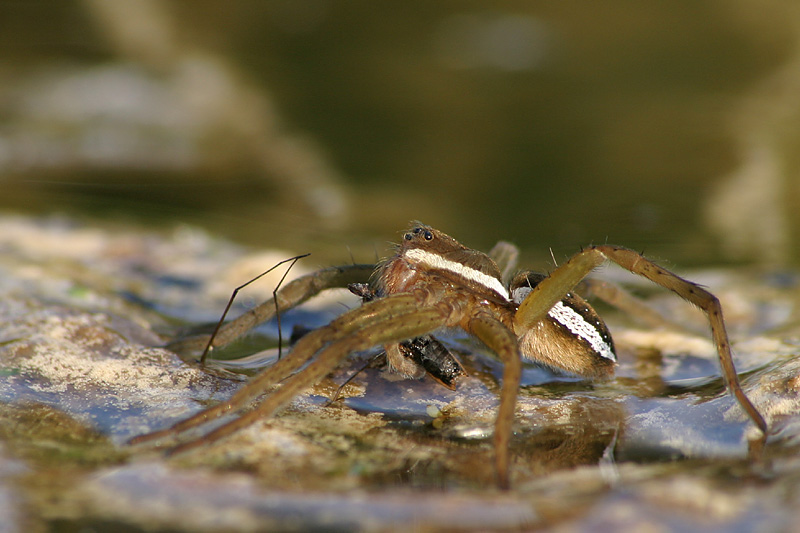 Gerandete Jagdspinne