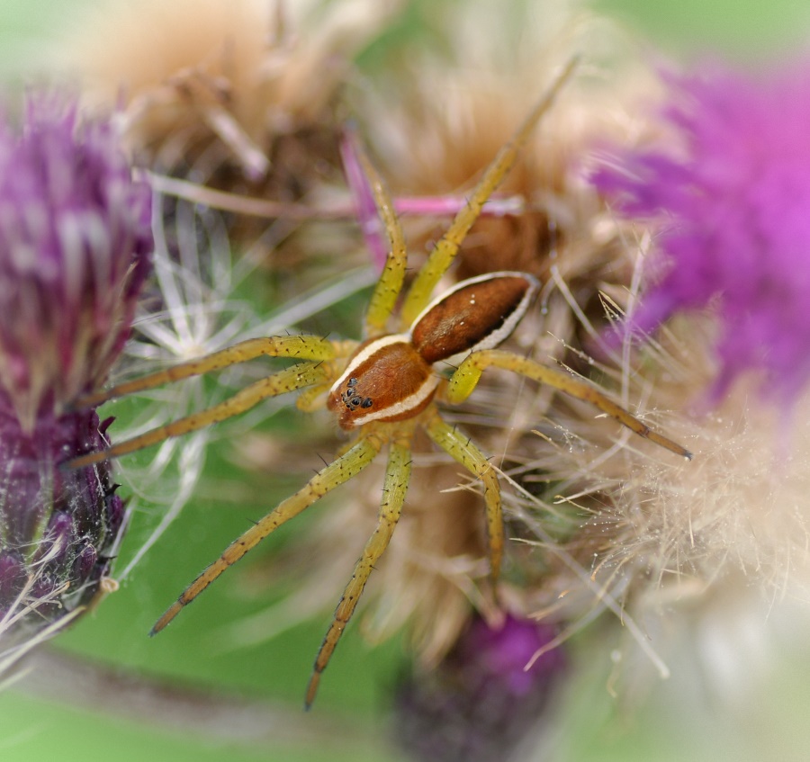 Gerandete Jagdspinne