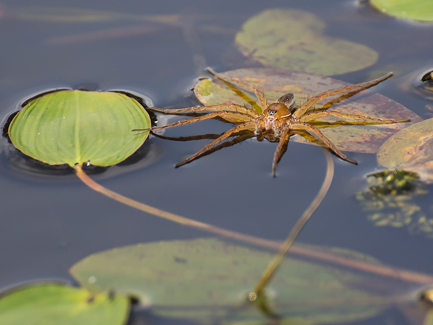 Gerandete Jagdspinne