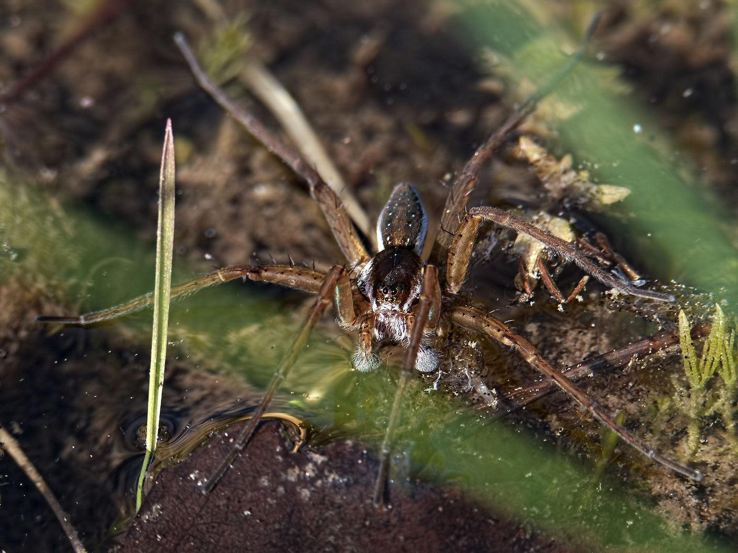 gerandete Jagdspinne ?