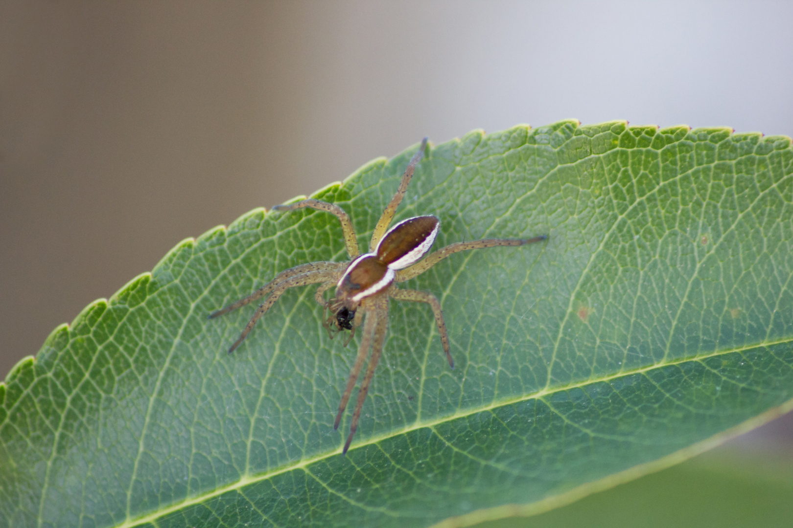 Gerandete Jagdspinne