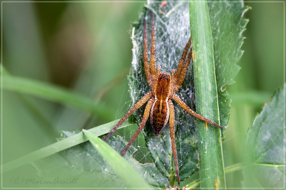 Gerandete Jagdspinne