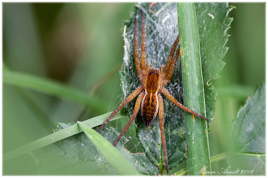 Gerandete Jagdspinne...