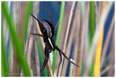 Gerandete Jagdspinne