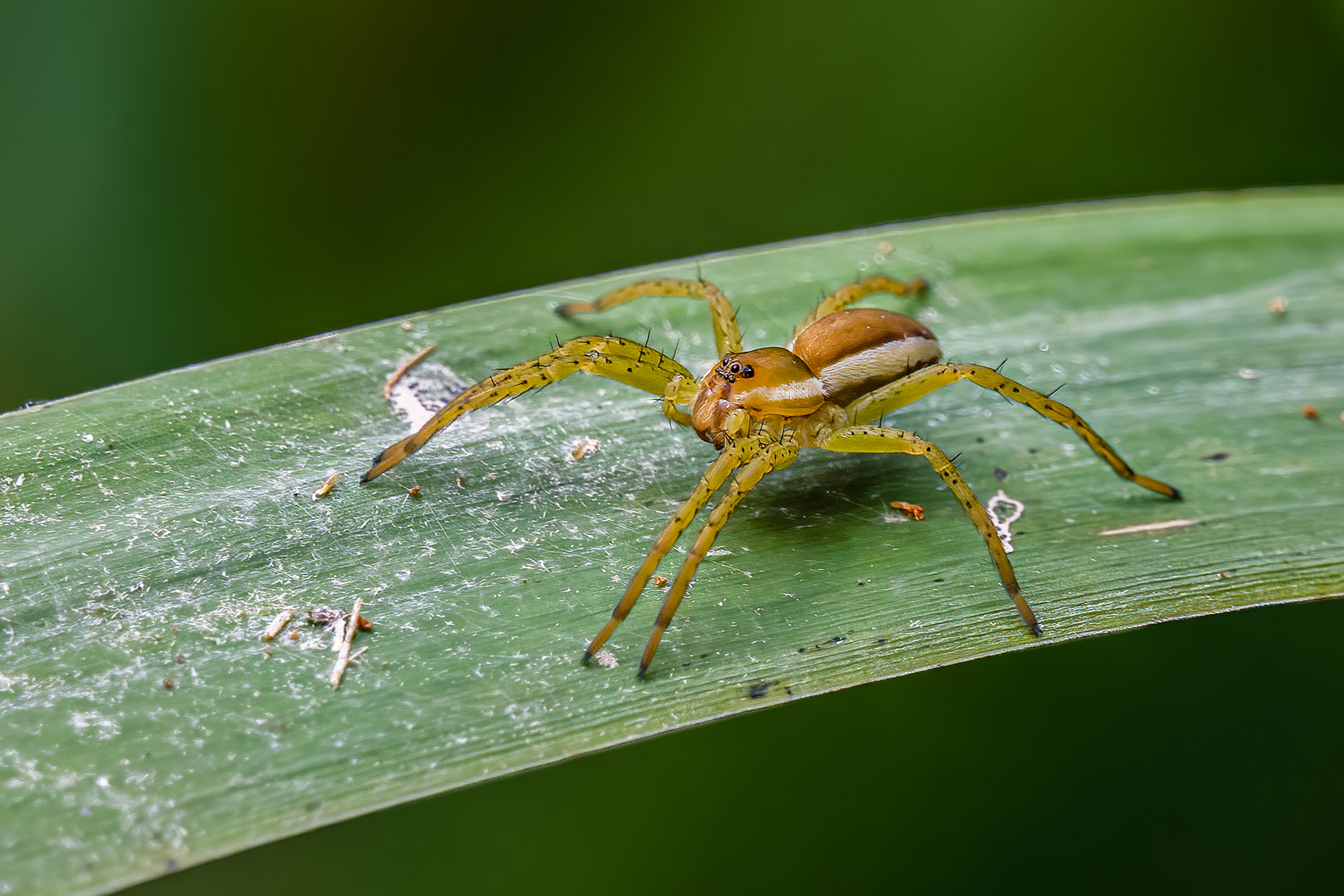 Gerandete Jagdspinne