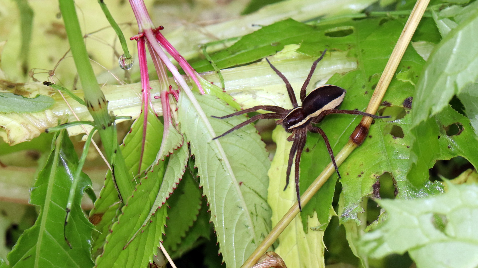 Gerandete Jagdspinne