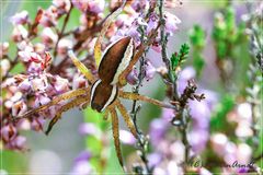 Gerandete Jagdspinne