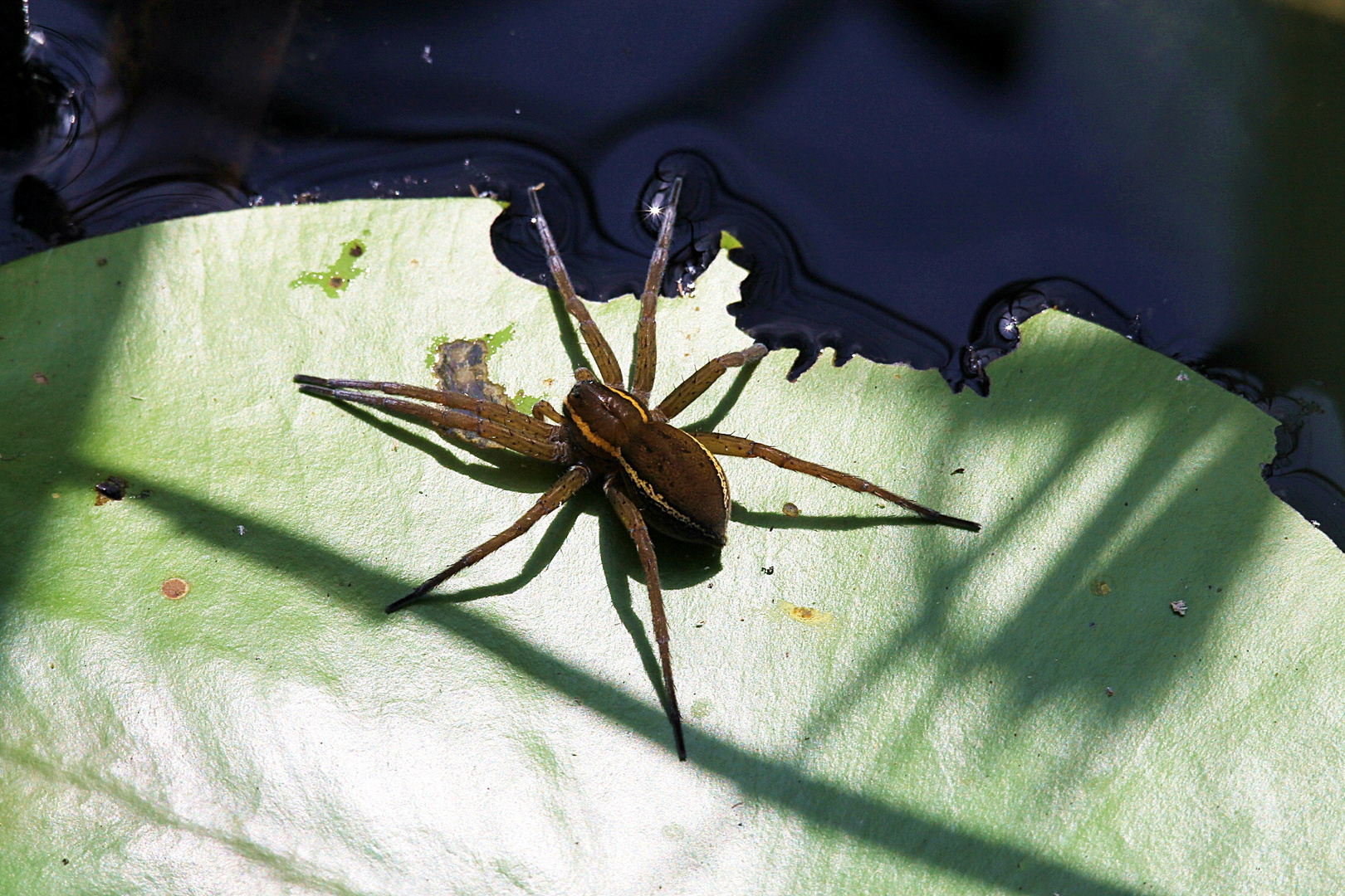 gerandete Jagdspinne