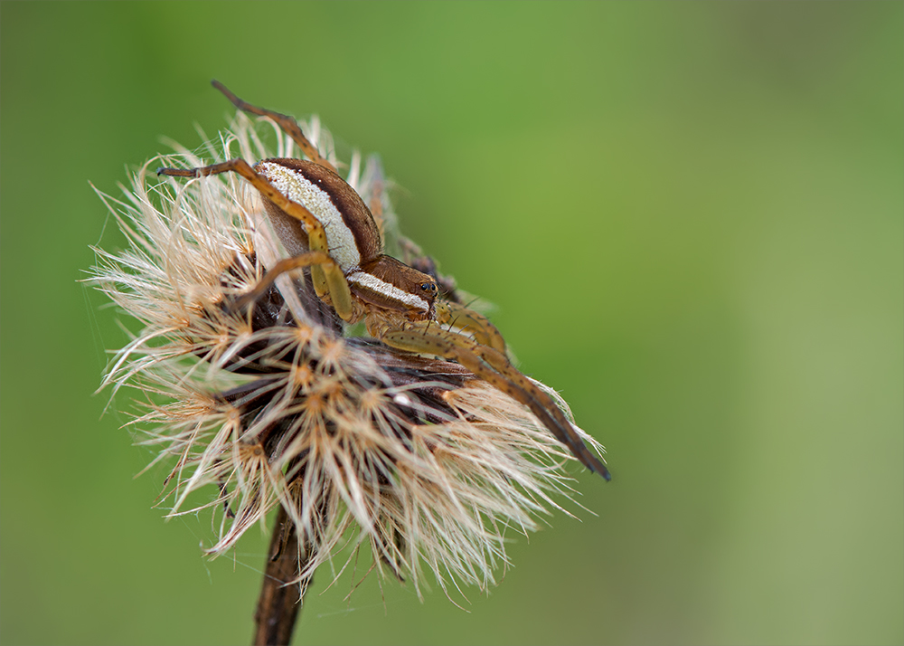 Gerandete Jagdspinne