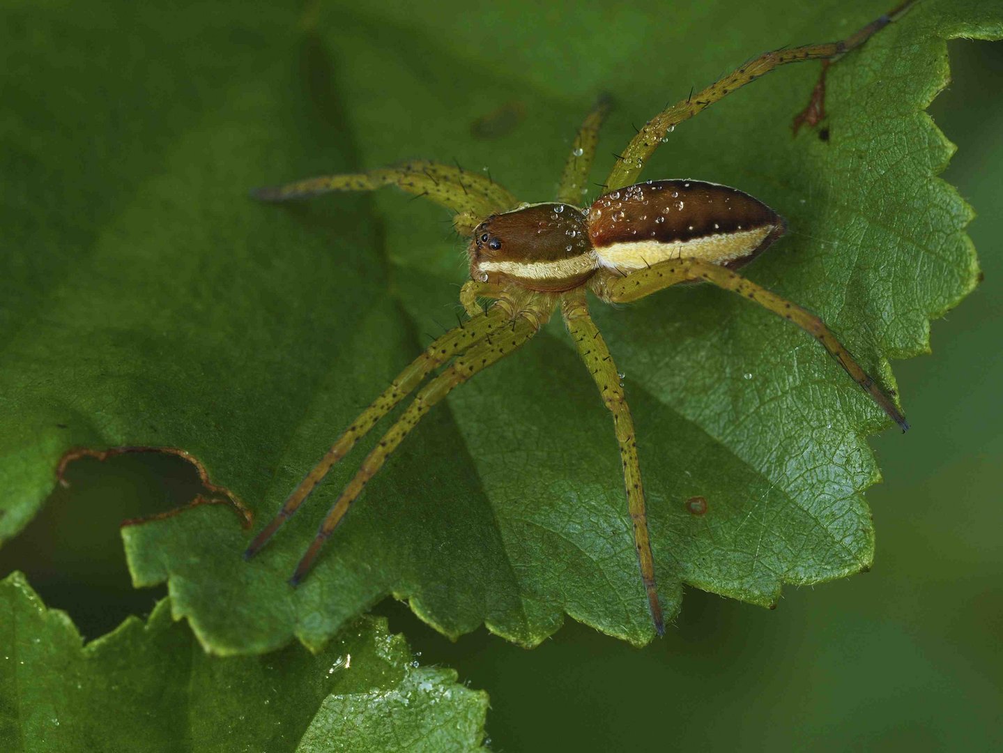 GERANDETE JAGDSPINNE