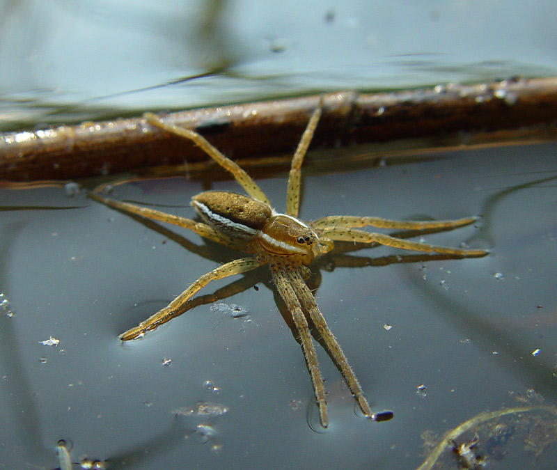 Gerandete Jagdspinne auf Wasserfläche