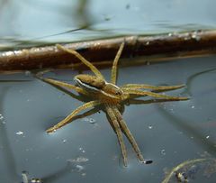 Gerandete Jagdspinne auf Wasserfläche