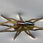 Gerandete Jagdspinne