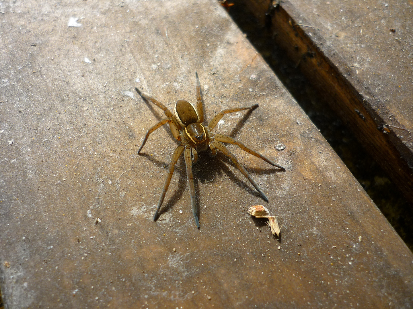 gerandete Jagdspinne