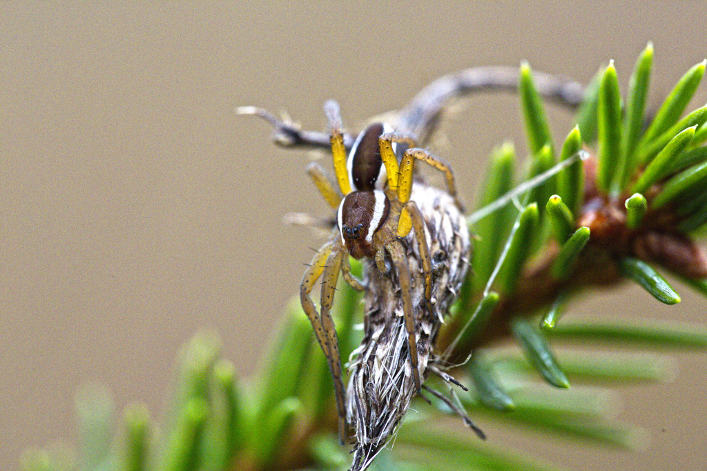 Gerandete Jagdspinne