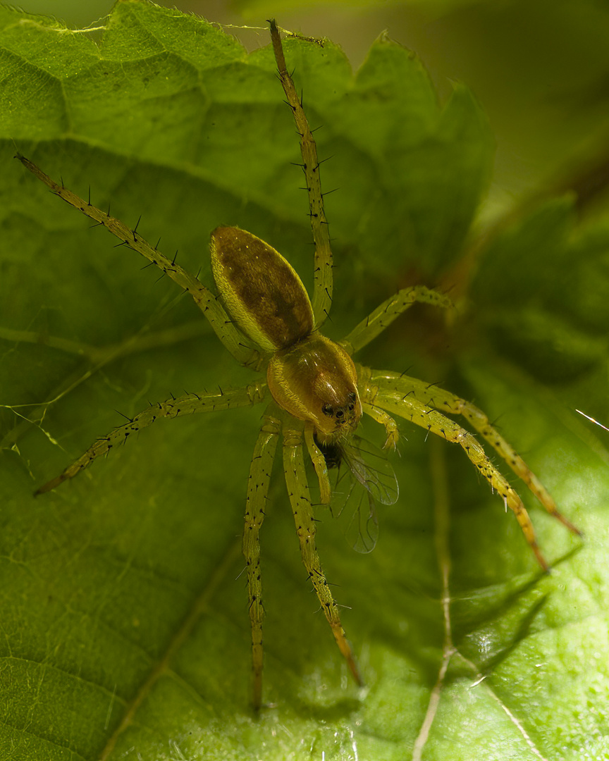 gerandete Jagdspinne