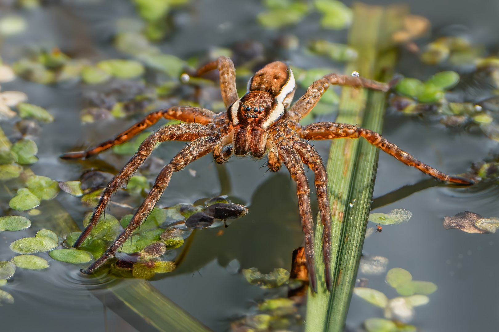 Gerandete Jagdspinne