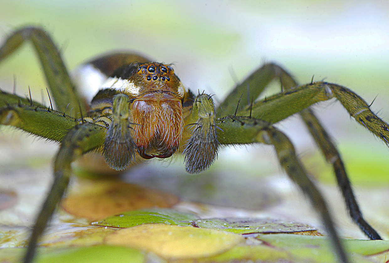 Gerandete Jagdspinne Dolomedes 