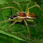 Gerandete Jagdspinne (Dolomedes fimbriatus)