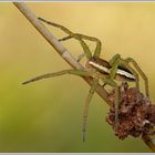 Gerandete Jagdspinne (Dolomedes fimbriatus)