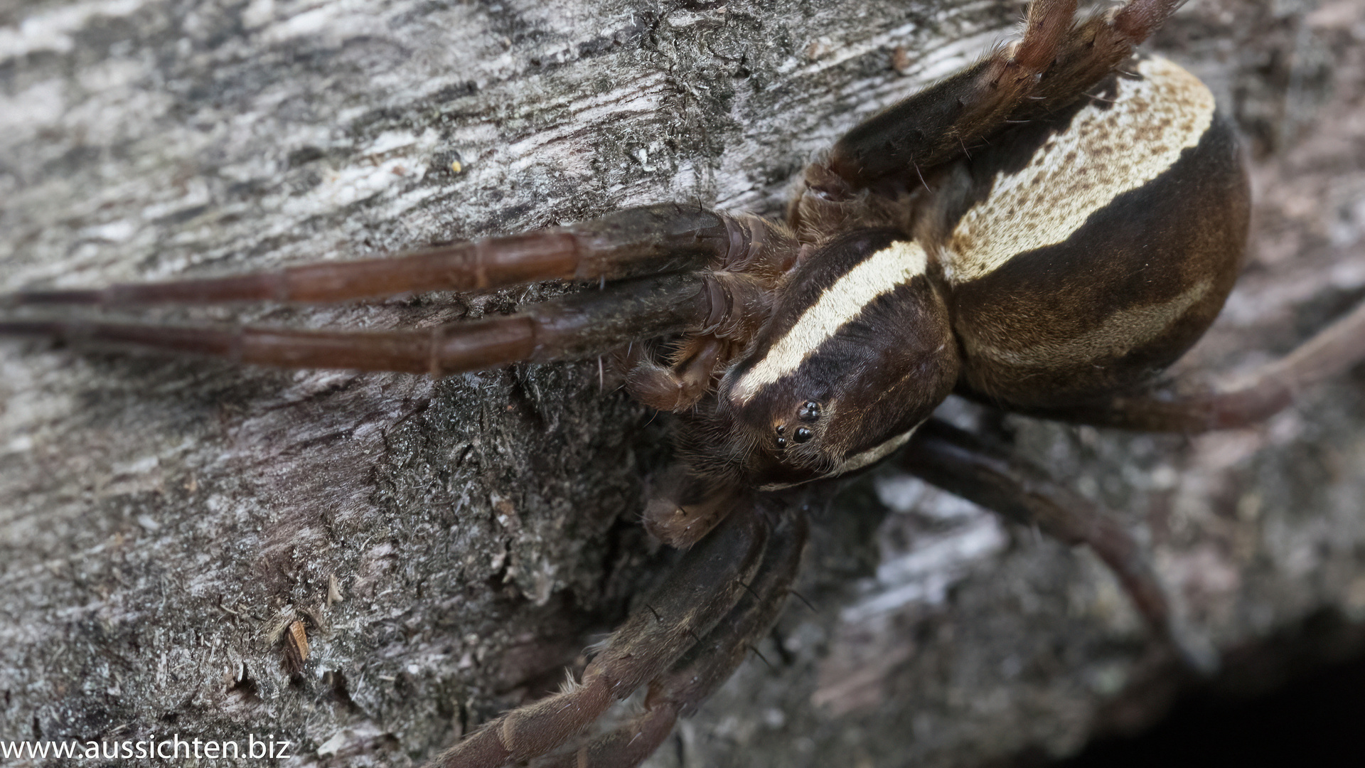 Gerandete Jagdspinne - Dolomedes fimbriatus-10-standard