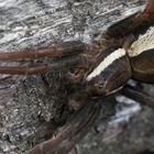 Gerandete Jagdspinne - Dolomedes fimbriatus-10-standard