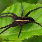 GERANDETE JAGDSPINNE (Dolomedes fimbriatus)