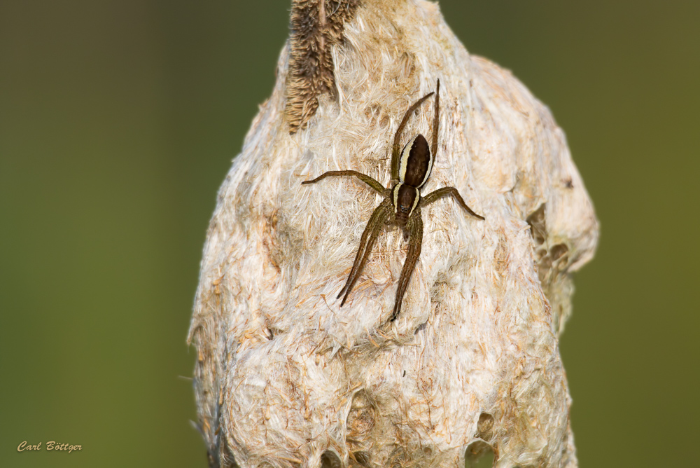 Gerandete Jagdspinne (Dolomedes fimbriatus)