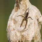 Gerandete Jagdspinne (Dolomedes fimbriatus)