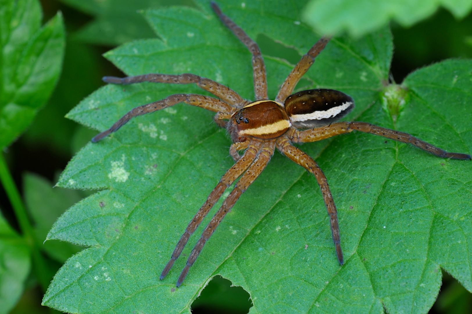 Gerandete Jagdspinne (Dolomedes fimbriatus)