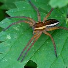 Gerandete Jagdspinne (Dolomedes fimbriatus)