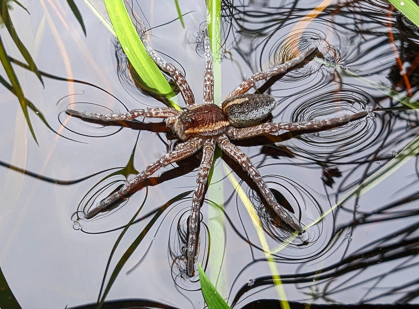 Gerandete Jagdspinne (Dolomedes fimbriatus)