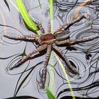 Gerandete Jagdspinne (Dolomedes fimbriatus)