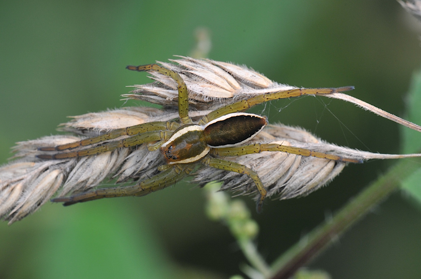 GERANDETE JAGDSPINNE (Dolomedes fimbriatus )