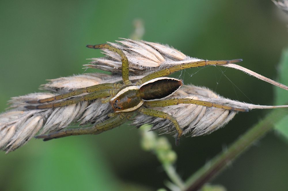 GERANDETE JAGDSPINNE (Dolomedes fimbriatus ) von LACHESIS 