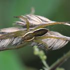 GERANDETE JAGDSPINNE (Dolomedes fimbriatus )