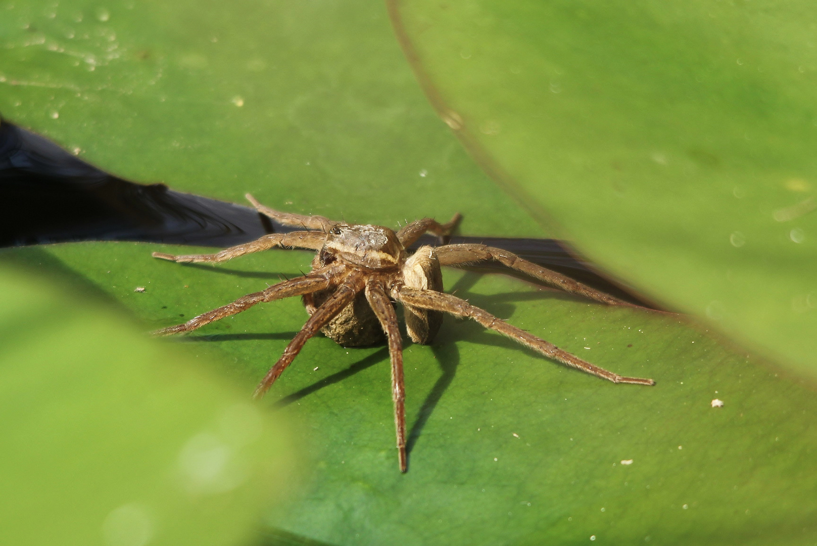 Gerandete Jagdspinne (Dolomedes fimbriatus)