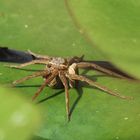 Gerandete Jagdspinne (Dolomedes fimbriatus)