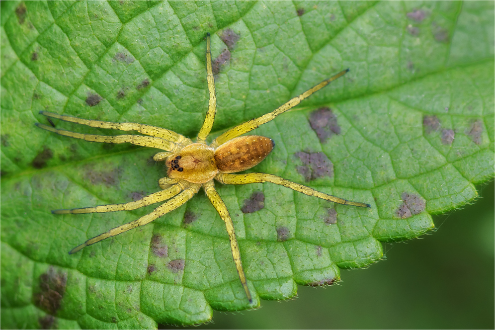 Gerandete Jagdspinne (Dolomedes fimbriatus)