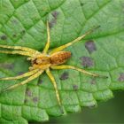 Gerandete Jagdspinne (Dolomedes fimbriatus)