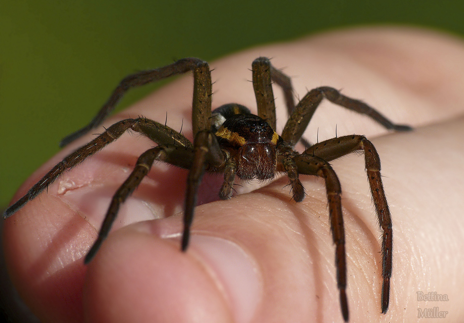 Gerandete Jagdspinne (Dolomedes Fimbriatus) auf der Hand