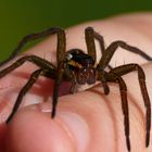 Gerandete Jagdspinne (Dolomedes Fimbriatus) auf der Hand