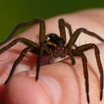 Gerandete Jagdspinne (Dolomedes Fimbriatus) auf der Hand