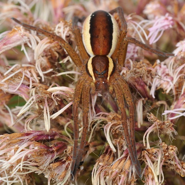 Gerandete Jagdspinne (Dolomedes fimbriatus) auf einer Blüte !