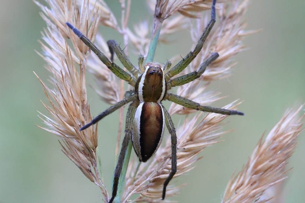 Gerandete Jagdspinne (Dolomedes fimbriatus)