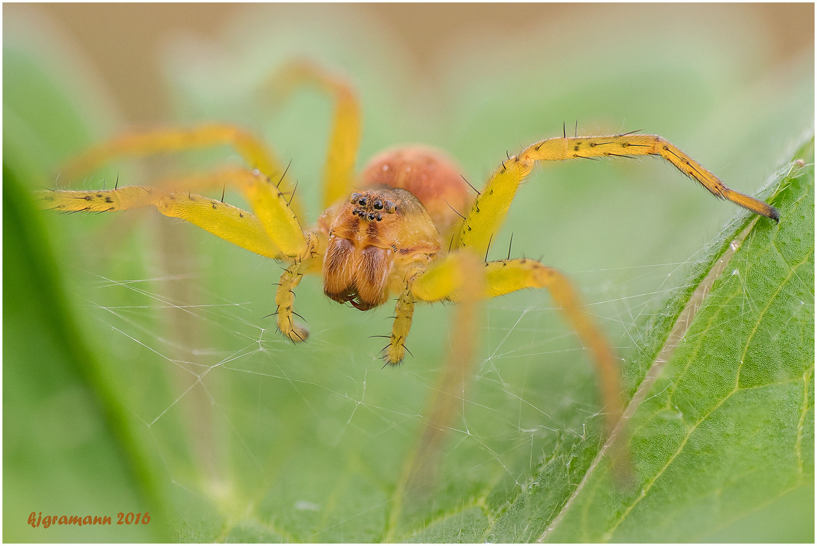 gerandete jagdspinne (dolomedes fimbriatus) .....